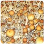 Псилоцибиновые (галлюциногенные) грибы в Костроме Psilocybin "Golden Teacher" Псилоцибиновые (галлюциногенные) грибы в Костроме Psilocybin "Golden Teacher"