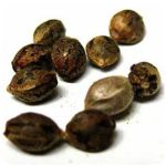 Семена марихуаны АК-47 (Seeds AK-47) в Костроме Семена марихуаны АК-47 (Seeds AK-47) в Костроме